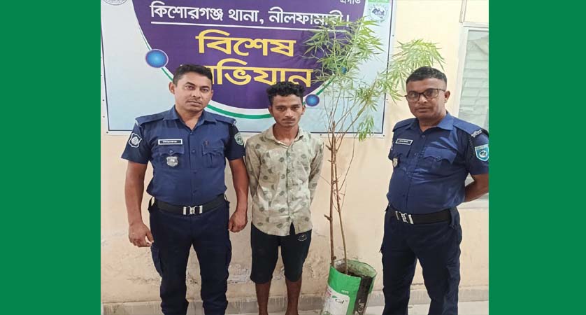কিশোরগঞ্জে পুলিশ খদ্দর সেজে গাঁজার গাছ উদ্ধারসহ আটক -১